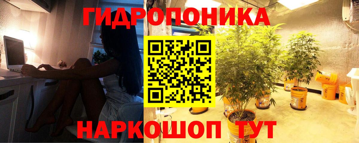 Бошки Шишки план Балтийск